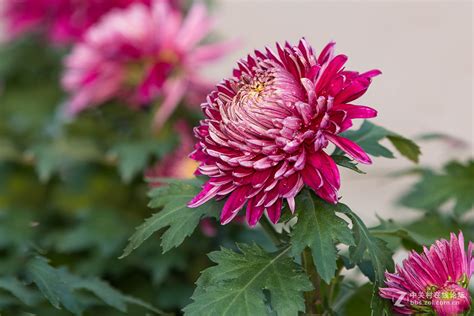 芙蓉菊花語|芙蓉菊